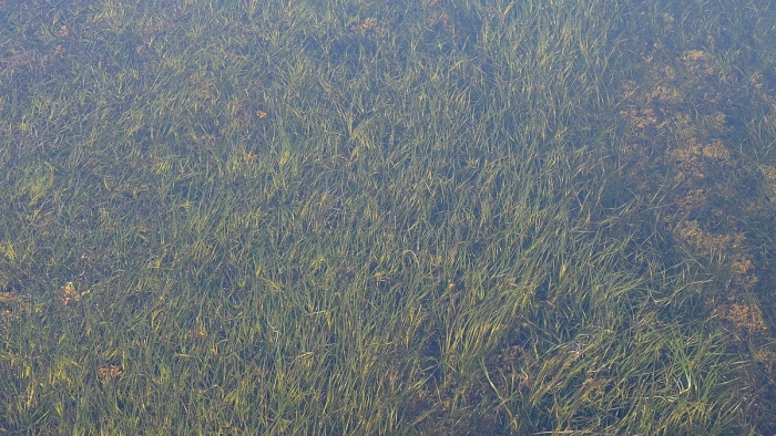 Руппия морская