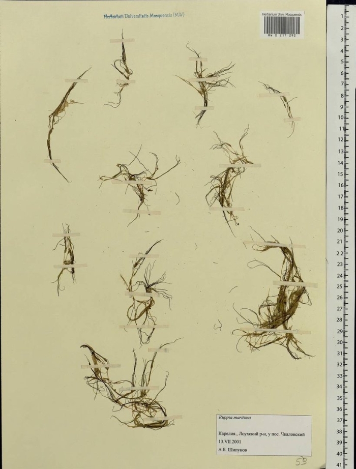 Флора россии