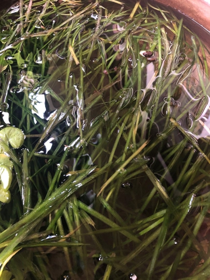 Валлиснерия гигантская аквариумное растение