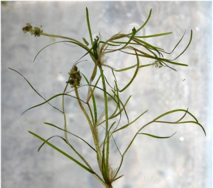 Zannichellia palustris