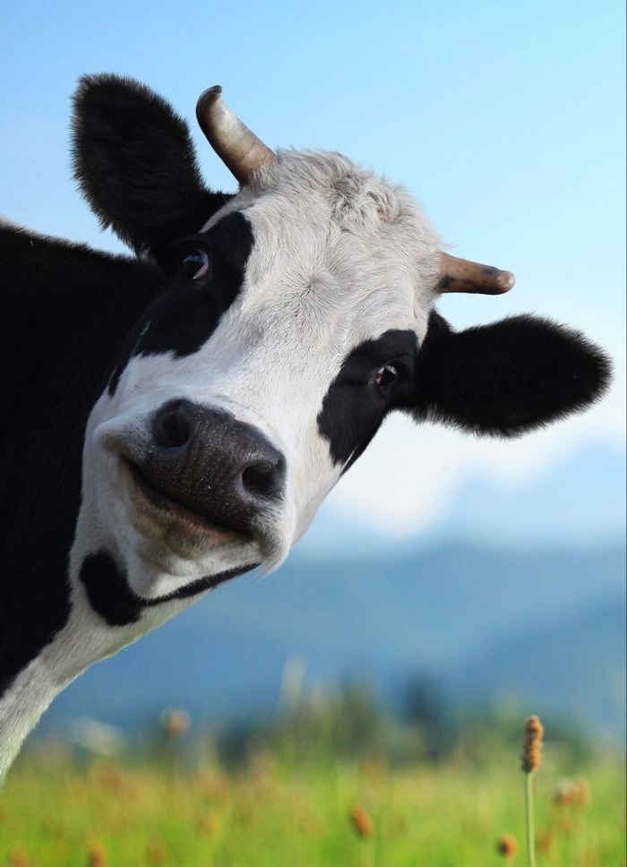 Красивая корова
