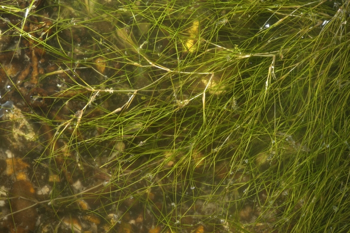 Рдест гребенчатый (potamogeton pectinatus)