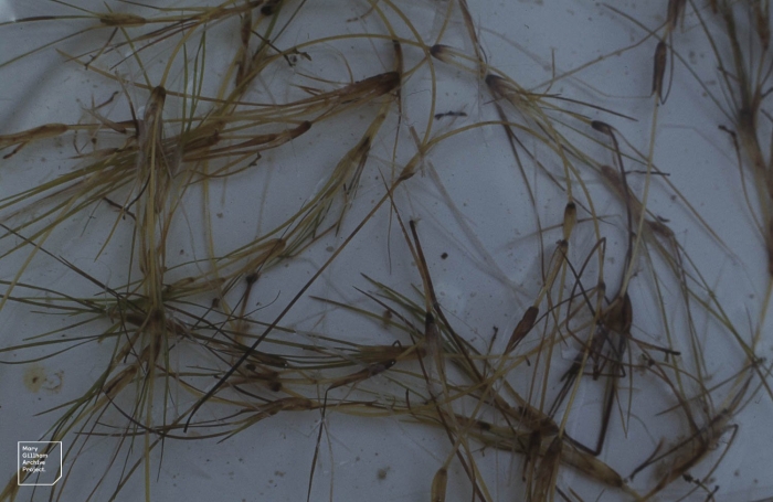 Potamogeton pectinatus