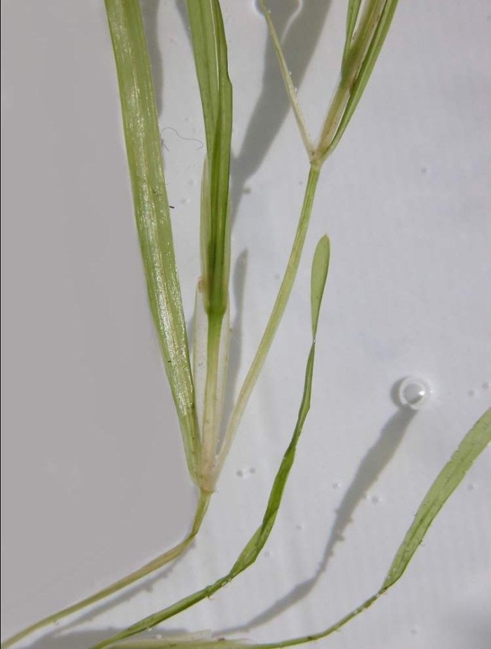 Potamogeton pusillus