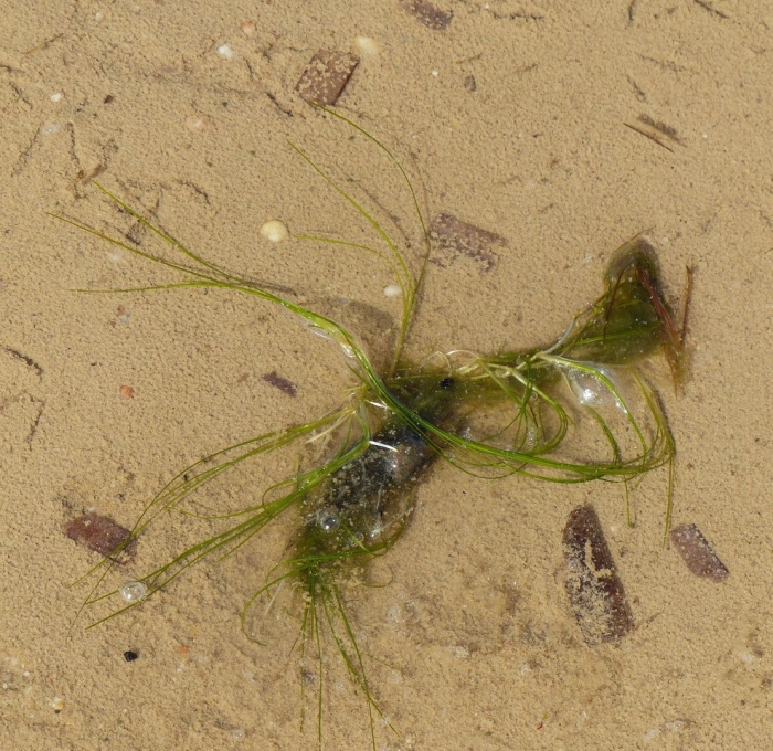 Зостера взморник