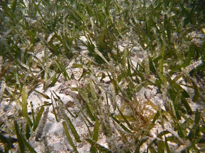 Thalassia testudinum