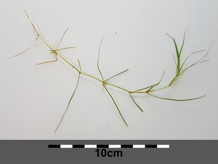 Zannichellia pedunculata