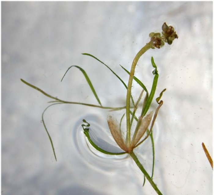 Potamogeton pusillus