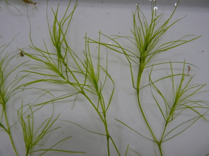 Наяда аквариумное растение