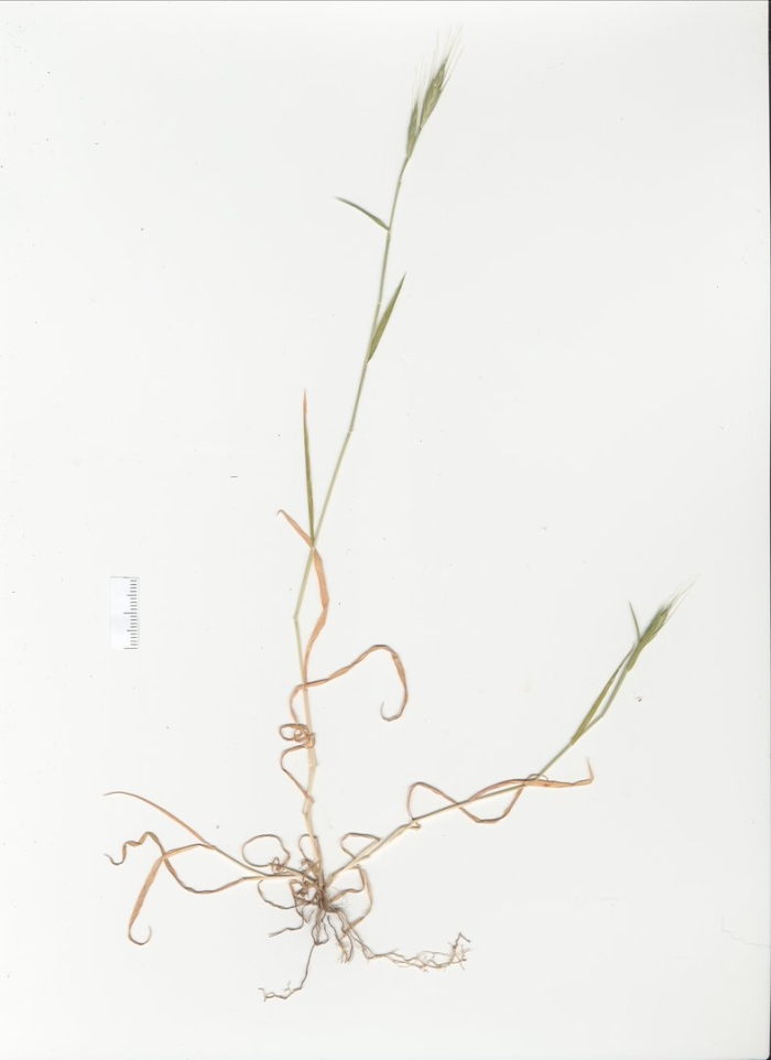 Пырей ползучий