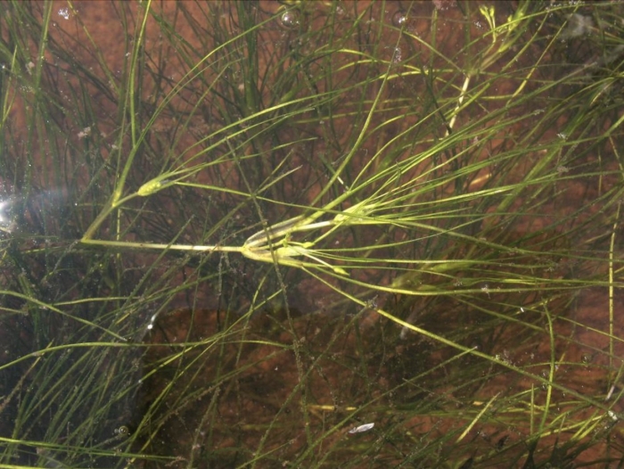 Рдест гребенчатый (potamogeton pectinatus)