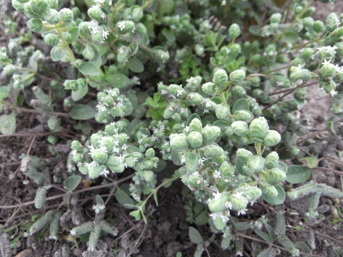 Origanum majorana (майоран)