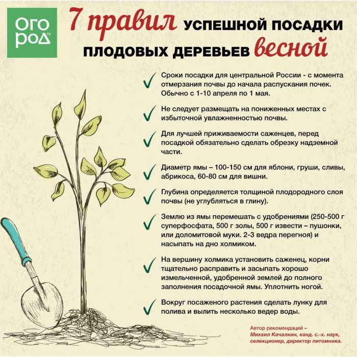 Последовательность посадки плодовых деревьев