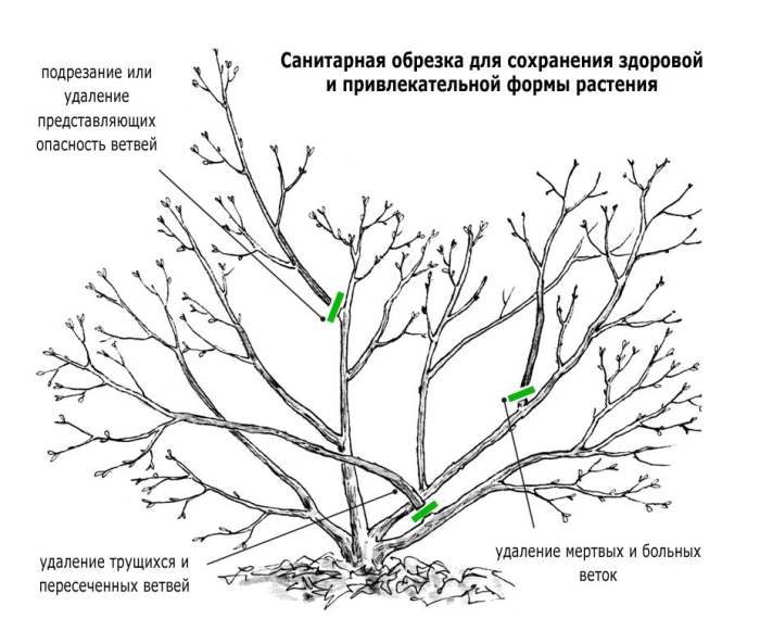 Санитарная обрезка яблони весной