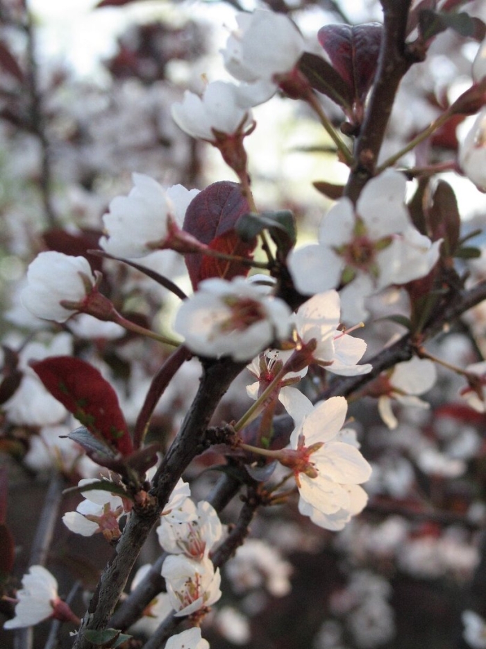 Вишня обыкновенная цветение