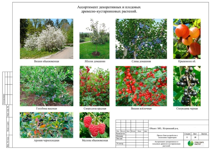 Древесно кустарниковая композиция