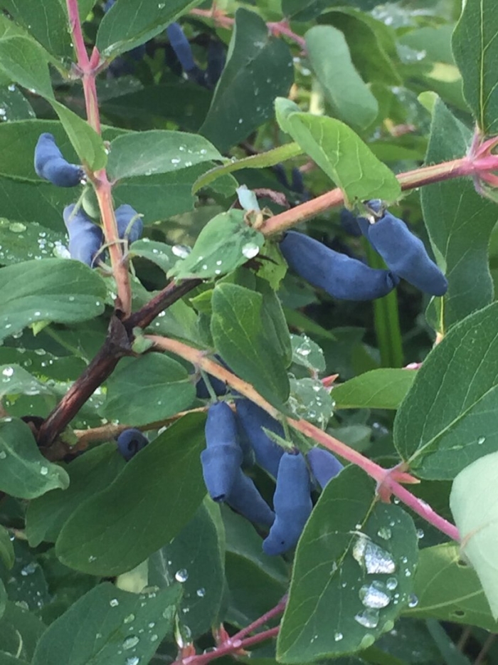 Жимолость синяя бакчарский великан