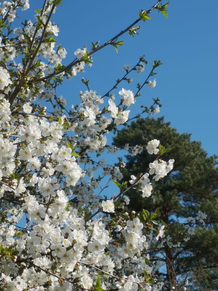 Цветущее дерево вишни