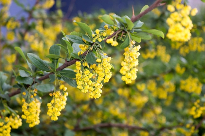 Барбарис обыкновенный цветение