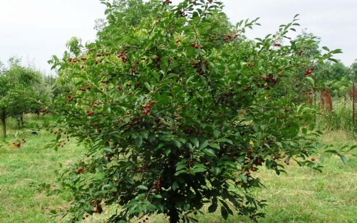 Вишня шоколадница дерево