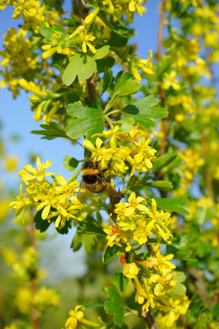 Смородина золотистая (ribes odoratum