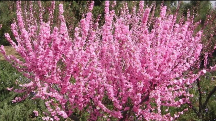 Миндаль трехлопастный луизеания