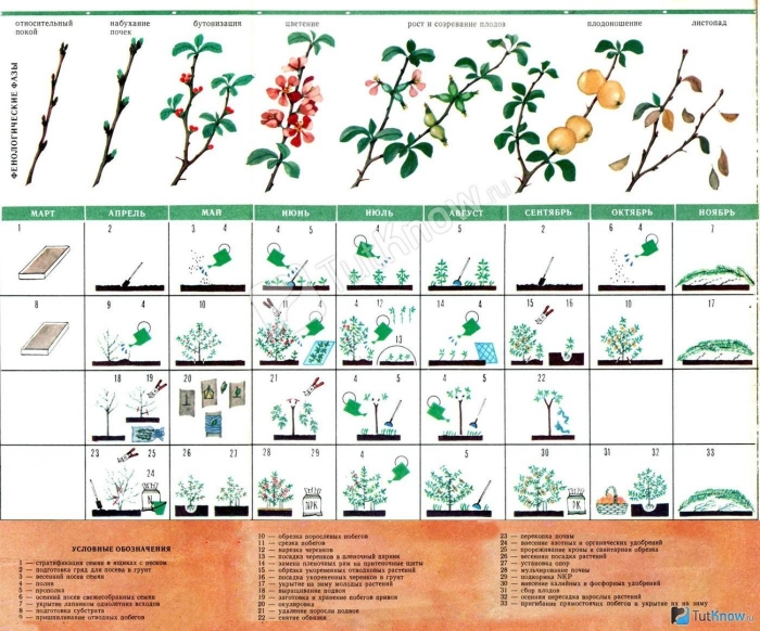 Айва японская схема посадки