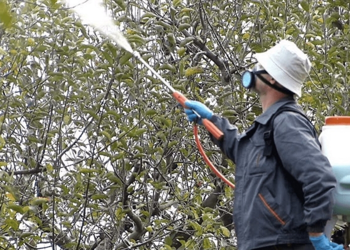 Раннее опрыскивание плодовых деревьев весной