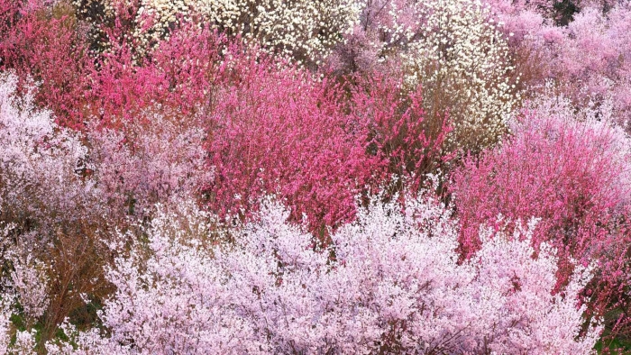 Форзиция миндаль сирень