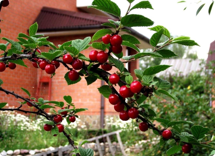 Вишня войлочная томентоза